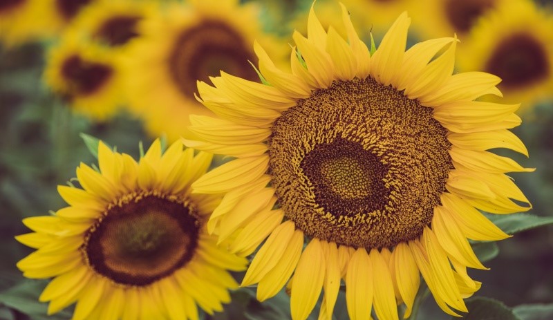 tử vi hôm nay, tử vi 28/8/2022, tử vi ngày 28/8 của 12 con giáp, tử vi ngày mai, 12 con giáp ngày 28/8, tử vi ngày, tử vi đầu số, tử vi 28/8, tử vi 2022, lá số tử vi