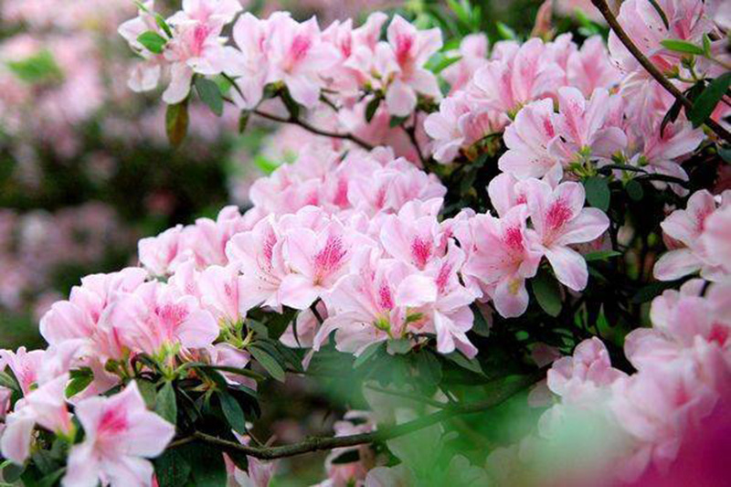 Tử vi hôm nay, Tử vi 10/9/2022, Tử vi ngày 10/9 của 12 con giáp, tử vi ngày mai, 12 con giáp ngày 10/9, tử vi ngày, tử vi đầu số, tử vi 10/9, tử vi 2022, lá số tử vi