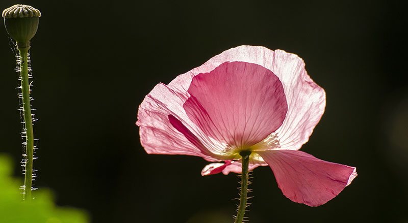 Tử vi hôm nay, Tử vi 29/9/2022, Tử vi ngày 29/9 của 12 con giáp, tử vi ngày mai, 12 con giáp ngày 29/9, tử vi ngày, tử vi đầu số, tử vi 29/9, tử vi 2022, lá số tử vi