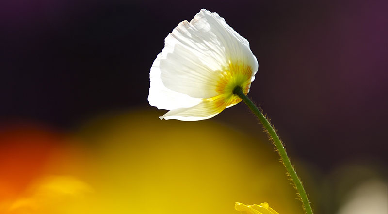 ngày tốt tháng 10/2022, ngày tốt tháng 10, ngày hoàng đạo tháng 10, ngay tot thang 10, Ngày hoàng đạo tháng 10, Ngày tốt tháng 10/2022, Ngày tốt tháng 9 năm Nhâm Dần