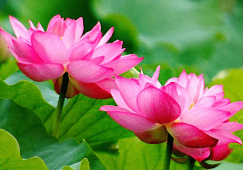 Tử vi hôm nay, Tử vi 3/9/2022, Tử vi ngày 3/9 của 12 con giáp, tử vi ngày mai, 12 con giáp ngày 3/9, tử vi ngày, tử vi đầu số, tử vi 3/9, tử vi 2022, lá số tử vi