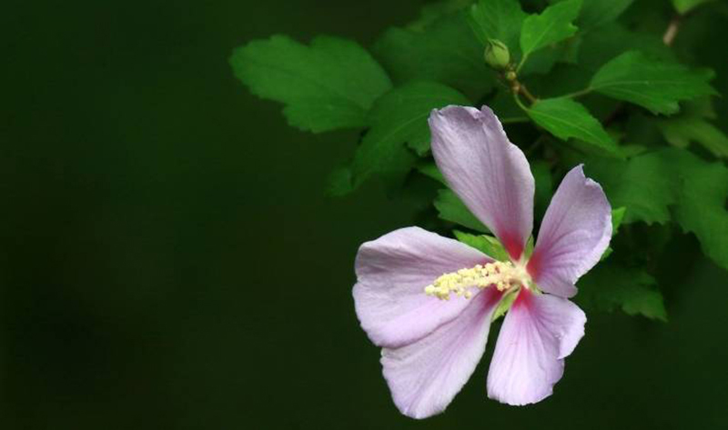 Tử vi hôm nay, Tử vi 19/9/2022, Tử vi ngày 19/9 của 12 con giáp, tử vi ngày mai, 12 con giáp ngày 19/9, tử vi ngày, tử vi đầu số, tử vi 19/9, tử vi 2022, lá số tử vi