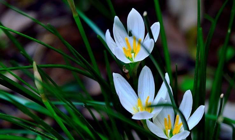 ngày 3 tháng 9 năm 2022, ngày 3/9/2022 tốt hay xấu, xem ngày tốt, lịch âm 2022, lịch vạn niên ngày 3/9/2022, âm lịch hôm nay 3/9, Lịch vạn niên ngày 3 tháng 9