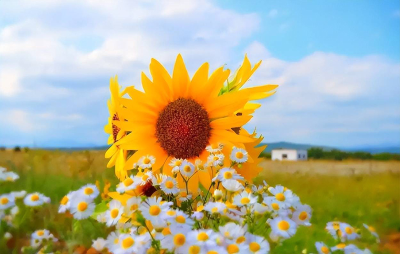 ngày 3 tháng 9 năm 2022, ngày 3/9/2022 tốt hay xấu, xem ngày tốt, lịch âm 2022, lịch vạn niên ngày 3/9/2022, âm lịch hôm nay 3/9, Lịch vạn niên ngày 3 tháng 9