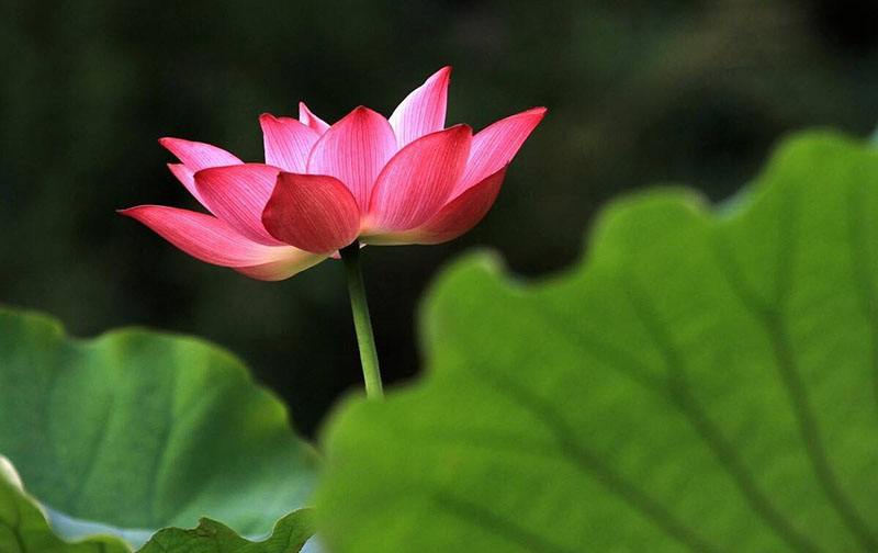 Tử vi hôm nay, Tử vi 11/9/2022, Tử vi ngày 11/9 của 12 con giáp, tử vi ngày mai, 12 con giáp ngày 11/9, tử vi ngày, tử vi đầu số, tử vi 11/9, tử vi 2022, lá số tử vi