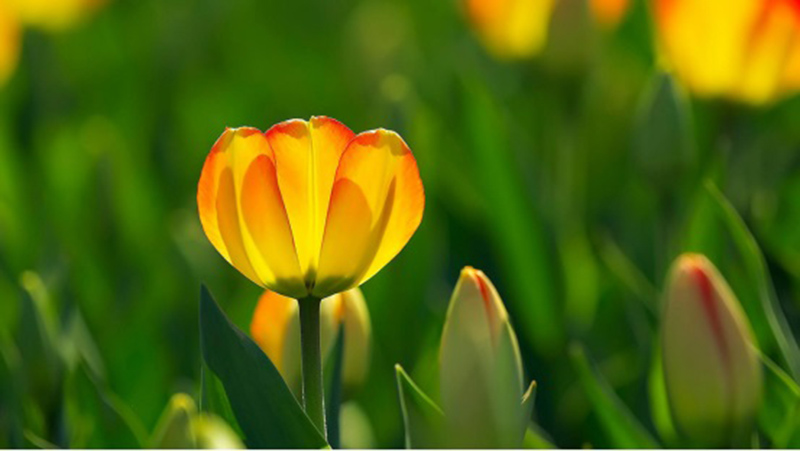 ngày 9 tháng 9 năm 2022, ngày 9/9/2022 tốt hay xấu, xem ngày tốt, lịch âm 2022, lịch vạn niên ngày 9/9/2022, âm lịch hôm nay 9/9, Lịch vạn niên ngày 9 tháng 9