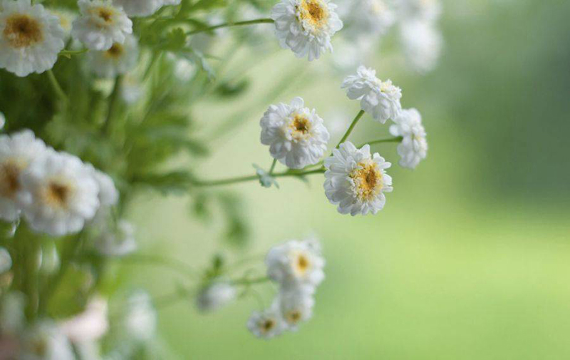 Tử vi hôm nay, Tử vi 2/9/2022, Tử vi ngày 2/9 của 12 con giáp, tử vi ngày mai, 12 con giáp ngày 2/9, tử vi ngày, tử vi đầu số, tử vi 2/9, tử vi 2022, lá số tử vi