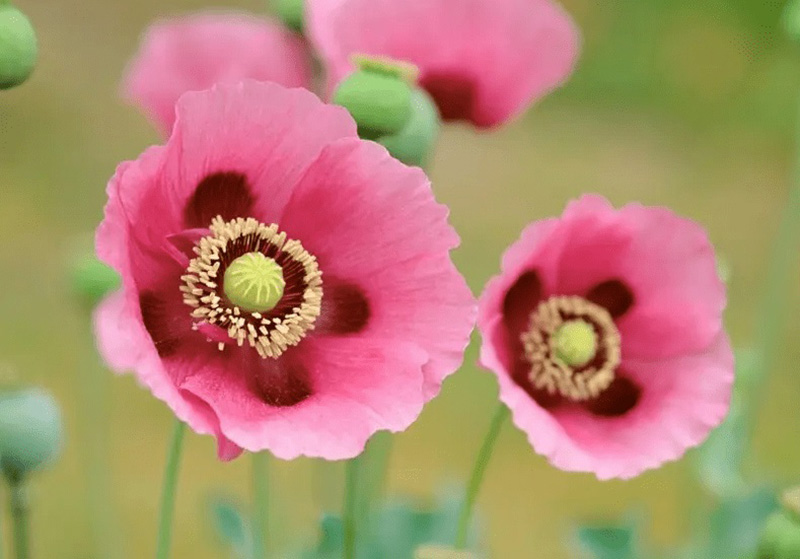 Tử vi hôm nay, Tử vi 14/9/2022, Tử vi ngày 14/9 của 12 con giáp, tử vi ngày mai, 12 con giáp ngày 14/9, tử vi ngày, tử vi đầu số, tử vi 14/9, tử vi 2022, lá số tử vi