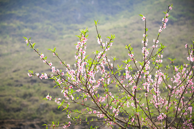 Chọn tuổi nào đẹp để mở hàng năm Nhâm Dần, Chọn tuổi đẹp mở hàng, Tuổi đẹp khai trương, tuổi đẹp mở hàng khai trương, mở hàng năm Nhâm Dần chọn tuổi nào, tuổi mở hàng