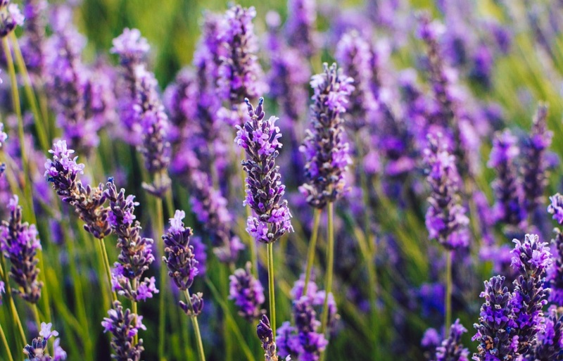 ngày 1 tháng 8 năm 2022, ngày 1/8/2022 tốt hay xấu, lịch âm 1/8, lịch âm 2022, lịch vạn niên ngày 1/8, âm lịch hôm nay 1/8, Lịch vạn niên ngày 1 tháng 8, lịch âm dương