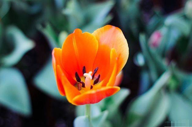 tử vi hôm nay, tử vi 28/8/2022, tử vi ngày 28/8 của 12 con giáp, tử vi ngày mai, 12 con giáp ngày 28/8, tử vi ngày, tử vi đầu số, tử vi 28/8, tử vi 2022, lá số tử vi