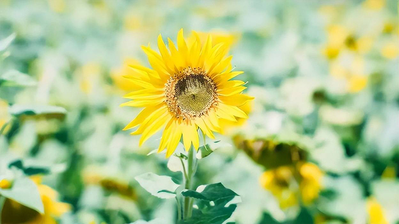 Nếu người yêu thuộc 3 con giáp này, bạn sẽ giàu lên từng ngày không phải lo tiền bạc 