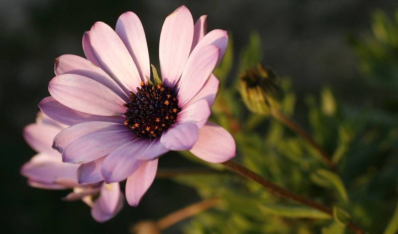 tử vi hôm nay, tử vi 15/8/2022, tử vi ngày 15/8 của 12 con giáp, tử vi ngày, tử vi đầu số, tử vi 15/8, tử vi 2022, lá số tử vi, tử vi ngày mai, 12 con giáp ngày 15/8