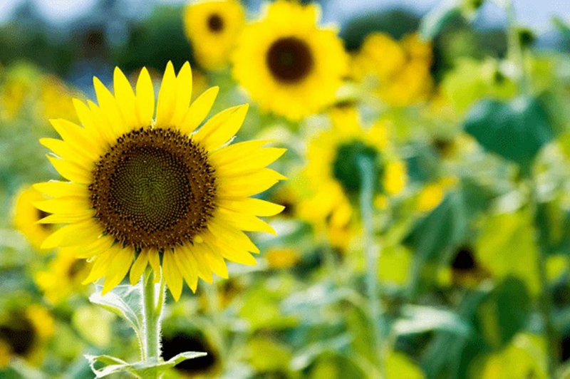 Tử vi hôm nay, Tử vi 1/9/2022, Tử vi ngày 1/9 của 12 con giáp, tử vi ngày mai, 12 con giáp ngày 1/9, tử vi ngày, tử vi đầu số, tử vi 1/9, tử vi 2022, lá số tử vi