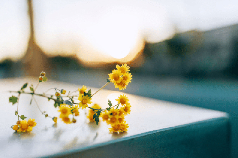 tử vi hôm nay, tử vi 23/8/2022, tử vi ngày 23/8 của 12 con giáp, tử vi ngày mai, 12 con giáp ngày 23/8, tử vi ngày, tử vi đầu số, tử vi 23/8, tử vi 2022, lá số tử vi