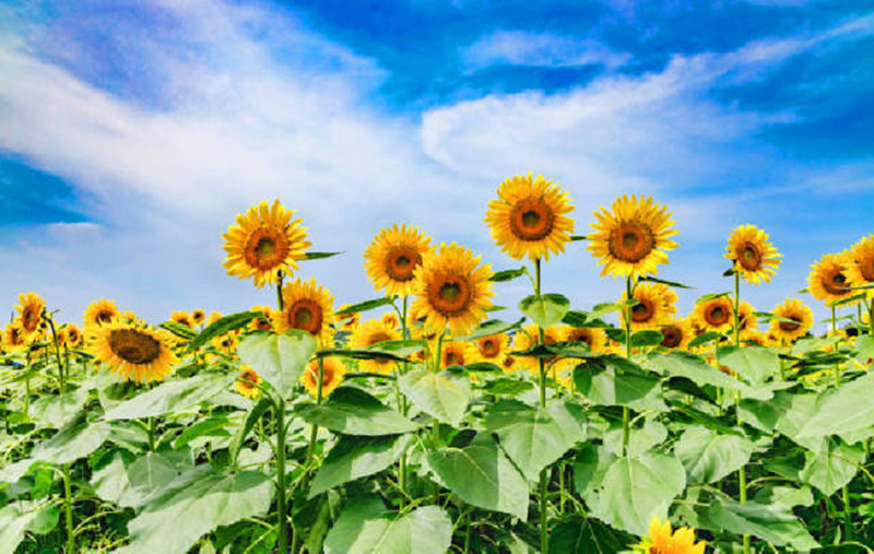 tử vi hôm nay, tử vi 23/8/2022, tử vi ngày 23/8 của 12 con giáp, tử vi ngày mai, 12 con giáp ngày 23/8, tử vi ngày, tử vi đầu số, tử vi 23/8, tử vi 2022, lá số tử vi