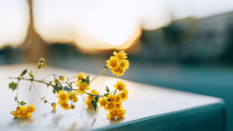 Dự đoán ngày 23/8/2022 của 12 con giáp: Mão được đối phương thấu hiểu, Mùi dễ bộc lộ điểm yếu