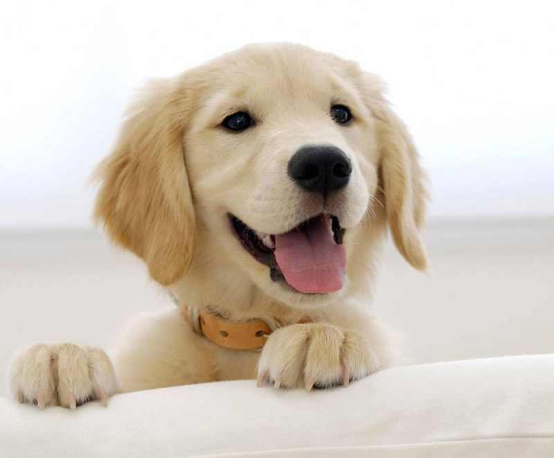 tử vi hôm nay, tử vi 25/8/2022, tử vi ngày 25/8 của 12 con giáp, tử vi ngày mai, 12 con giáp ngày 25/8, tử vi ngày, tử vi đầu số, tử vi 25/8, tử vi 2022, lá số tử vi