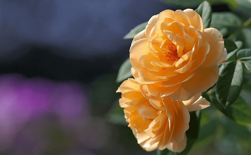 tử vi hôm nay, tử vi 27/8/2022, tử vi ngày 27/8 của 12 con giáp, tử vi ngày mai, 12 con giáp ngày 27/8, tử vi ngày, tử vi đầu số, tử vi 27/8, tử vi 2022, lá số tử vi