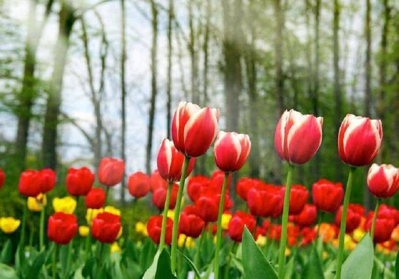 tử vi hôm nay, tử vi 31/8/2022, tử vi ngày 31/8 của 12 con giáp, tử vi ngày mai, 12 con giáp ngày 31/8, tử vi ngày, tử vi đầu số, tử vi 31/8, tử vi 2022, lá số tử vi