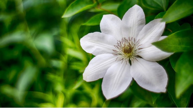 tử vi hôm nay, tử vi 31/8/2022, tử vi ngày 31/8 của 12 con giáp, tử vi ngày mai, 12 con giáp ngày 31/8, tử vi ngày, tử vi đầu số, tử vi 31/8, tử vi 2022, lá số tử vi