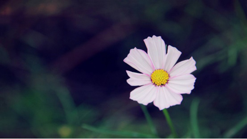 tử vi hôm nay, tử vi 31/8/2022, tử vi ngày 31/8 của 12 con giáp, tử vi ngày mai, 12 con giáp ngày 31/8, tử vi ngày, tử vi đầu số, tử vi 31/8, tử vi 2022, lá số tử vi