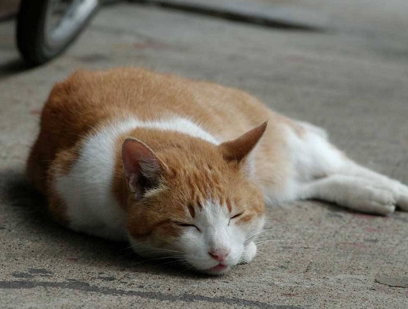 tử vi hôm nay, tử vi 11/8/2022, tử vi ngày 11/8 của 12 con giáp, tử vi ngày, tử vi đầu số, tử vi 11/8, tử vi 2022, lá số tử vi, tử vi ngày mai, 12 con giáp ngày 11/8