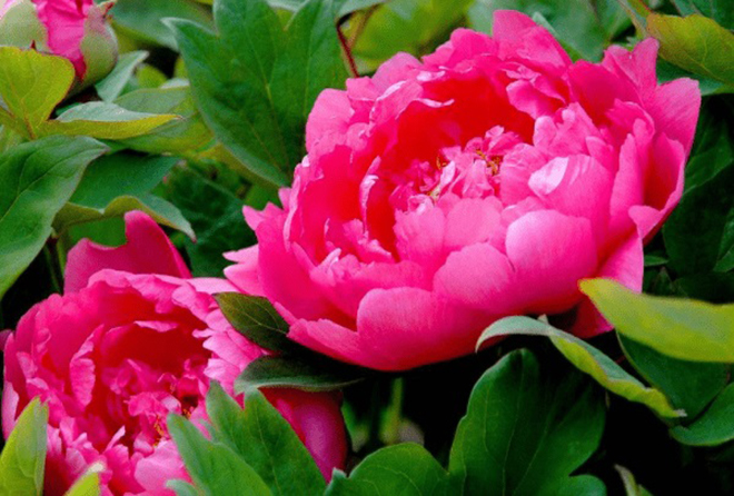 tử vi hôm nay, tử vi 17/8/2022, tử vi ngày 17/8 của 12 con giáp, tử vi ngày, tử vi đầu số, tử vi 17/8, tử vi 2022, lá số tử vi, tử vi ngày mai, 12 con giáp ngày 17/8