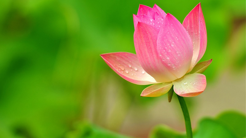 Lễ Vu lan 2022, Lời chúc Vu lan 2022, Lời chúc Vu lan hay và ý nghĩa, loi chuc vu lan, lễ vu lan, tháng 7 âm lịch, tháng cô hồn, rằm tháng 7, vu lan 2022 lời chúc ý nghĩa