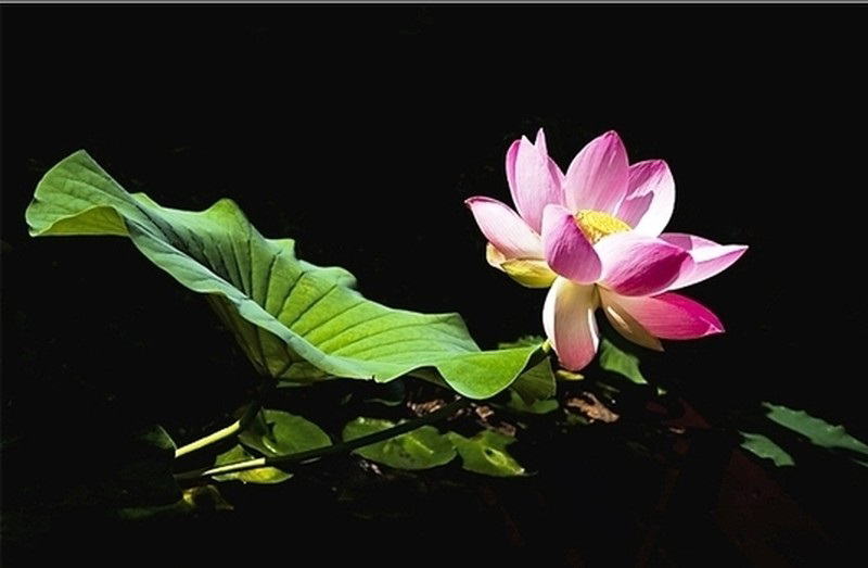 Lễ Vu lan 2022, Lời chúc Vu lan 2022, Lời chúc Vu lan hay và ý nghĩa, loi chuc vu lan, lễ vu lan, tháng 7 âm lịch, tháng cô hồn, rằm tháng 7, vu lan 2022 lời chúc ý nghĩa