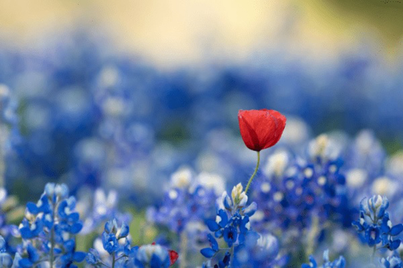 Tử vi tuần mới của 12 con giáp, Tử vi tháng 8 2022, tử vi 12 con giáp, tử vi vui, 12 con giáp cuối năm 2022, tử vi, tử vi ngày, tử vi, Tử vi tuần, tử vi ngày mai