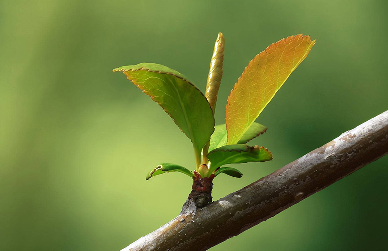 Tử vi tuần mới của 12 con giáp, Tử vi tháng 8 2022, tử vi 12 con giáp, tử vi vui, 12 con giáp cuối năm 2022, tử vi, tử vi ngày, tử vi, Tử vi tuần, tử vi ngày mai