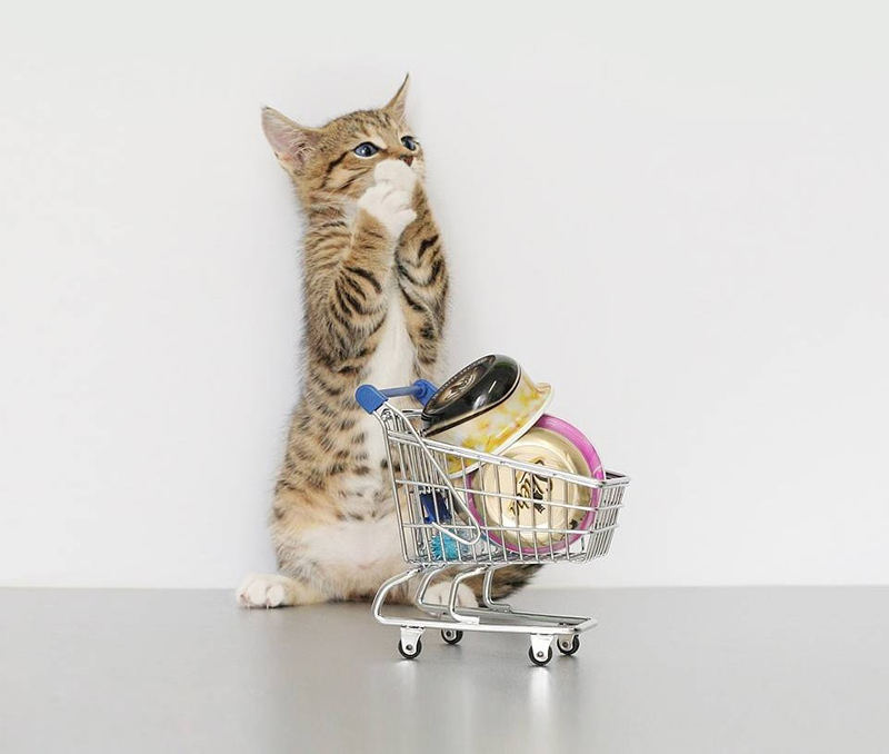 tử vi hôm nay, tử vi 13/8/2022, tử vi ngày 13/8 của 12 con giáp, tử vi ngày, tử vi đầu số, tử vi 13/8, tử vi 2022, lá số tử vi, tử vi ngày mai, 12 con giáp ngày 13/8