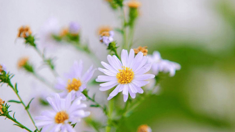 Dự đoán tuần mới cho 12 con giáp: 3 tuổi mọi sự đều suôn sẻ, đón nhận tình yêu ngọt ngào