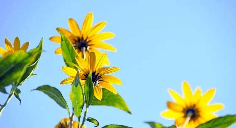 dự đoán 12 con giáp tuần từ 22/8, 12 con giáp tuần mới, 12 con giáp ngày mai, tử vi hôm nay, tử vi ngày, tử vi đầu số, tử vi 2022, lá số tử vi, tử vi ngày mai