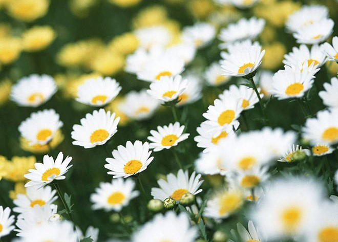 tử vi hôm nay, tử vi 20/8/2022, tử vi ngày mai, 12 con giáp ngày 20/8, dự đoán ngày 20/8 của 12 con giáp, tử vi ngày, tử vi đầu số, tử vi 20/8, tử vi 2022, lá số tử vi