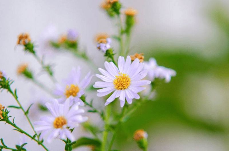 Tử vi tuần mới của 12 con giáp, Tử vi tháng 8 2022, Tử vi tuần, tử vi ngày mai, tử vi 12 con giáp, tử vi vui, 12 con giáp tháng 8, tử vi, tử vi ngày, tử vi