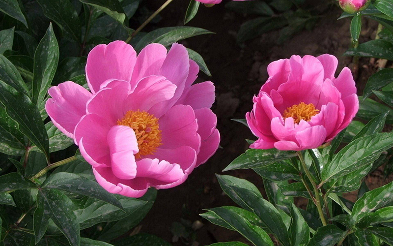 ngày 21 tháng 8 năm 2022, ngày 21/8/2022 tốt hay xấu, lịch âm 2022, lịch vạn niên ngày 21/8/2022, âm lịch hôm nay 21/8, Lịch vạn niên ngày 21 tháng 8, xem ngày tốt