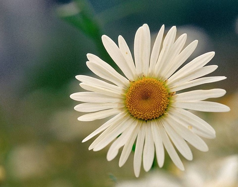 Tử vi hôm nay, Tử vi 15/9/2022, Tử vi ngày 15/9 của 12 con giáp, tử vi ngày mai, 12 con giáp ngày 15/9, tử vi ngày, tử vi đầu số, tử vi 15/9, tử vi 2022, lá số tử vi