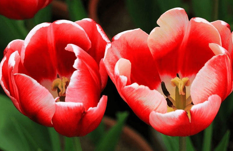 Tử vi hôm nay, Tử vi 28/9/2022, Tử vi ngày 28/9 của 12 con giáp, tử vi ngày mai, 12 con giáp ngày 28/9, tử vi ngày, tử vi đầu số, tử vi 28/9, tử vi 2022, lá số tử vi