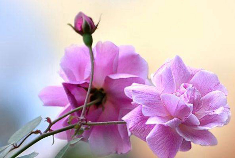 Tử vi hôm nay, Tử vi 7/9/2022, Tử vi ngày 7/9 của 12 con giáp, tử vi ngày mai, 12 con giáp ngày 7/9, tử vi ngày, tử vi đầu số, tử vi 7/9, tử vi 2022, lá số tử vi