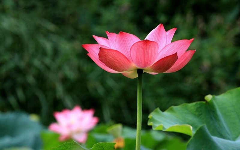 Tử vi hôm nay, Tử vi 7/9/2022, Tử vi ngày 7/9 của 12 con giáp, tử vi ngày mai, 12 con giáp ngày 7/9, tử vi ngày, tử vi đầu số, tử vi 7/9, tử vi 2022, lá số tử vi