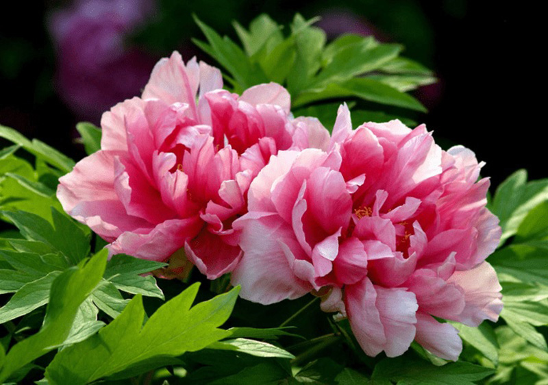 Tử vi hôm nay, Tử vi 7/9/2022, Tử vi ngày 7/9 của 12 con giáp, tử vi ngày mai, 12 con giáp ngày 7/9, tử vi ngày, tử vi đầu số, tử vi 7/9, tử vi 2022, lá số tử vi