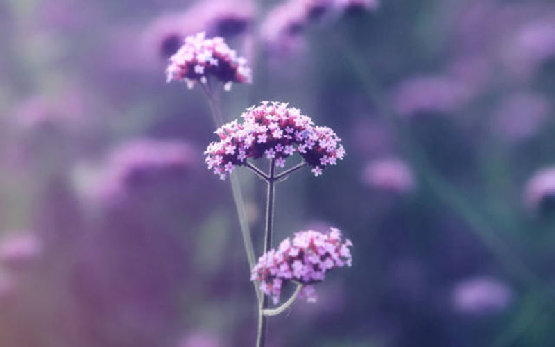 Tử vi hôm nay, Tử vi 19/9/2022, Tử vi ngày 19/9 của 12 con giáp, tử vi ngày mai, 12 con giáp ngày 19/9, tử vi ngày, tử vi đầu số, tử vi 19/9, tử vi 2022, lá số tử vi