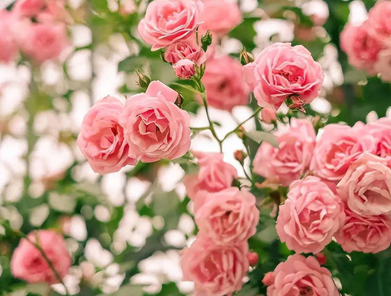 Tử vi hôm nay, Tử vi 4/9/2022, Tử vi ngày 4/9 của 12 con giáp, tử vi ngày mai, 12 con giáp ngày 4/9, tử vi ngày, tử vi đầu số, tử vi 4/9, tử vi 2022, lá số tử vi