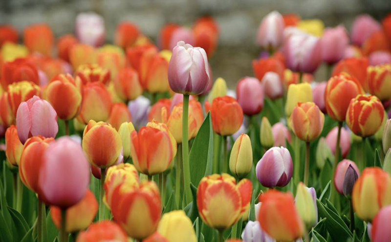 Ngày 7 tháng 9 năm 2022, Ngày 7/9/2022 tốt hay xấu, Xem ngày tốt, lịch âm 2022, lịch vạn niên ngày 7/9/2022, âm lịch hôm nay 7/9, Lịch vạn niên ngày 7 tháng 9