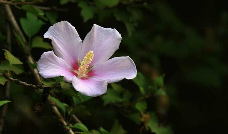 ngày 3 tháng 9 năm 2022, ngày 3/9/2022 tốt hay xấu, xem ngày tốt, lịch âm 2022, lịch vạn niên ngày 3/9/2022, âm lịch hôm nay 3/9, Lịch vạn niên ngày 3 tháng 9