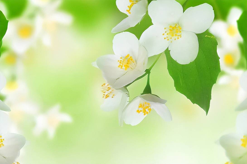 Tử vi hôm nay, Tử vi 5/9/2022, Tử vi ngày 5/9 của 12 con giáp, tử vi ngày mai, 12 con giáp ngày 5/9, tử vi ngày, tử vi đầu số, tử vi 5/9, tử vi 2022, lá số tử vi