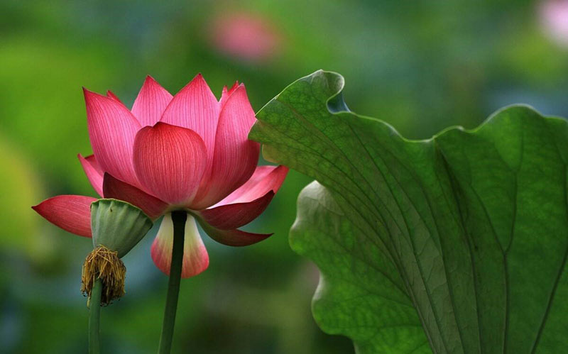 Tử vi hôm nay, Tử vi 8/9/2022, Tử vi ngày 8/9 của 12 con giáp, tử vi ngày mai, 12 con giáp ngày 8/9, tử vi ngày, tử vi đầu số, tử vi 8/9, tử vi 2022, lá số tử vi