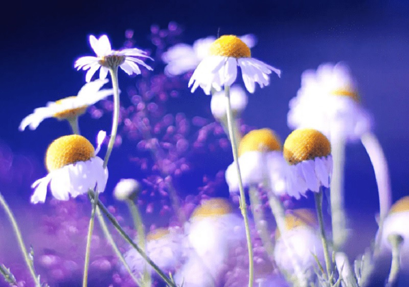 Tử vi hôm nay, Tử vi 8/9/2022, Tử vi ngày 8/9 của 12 con giáp, tử vi ngày mai, 12 con giáp ngày 8/9, tử vi ngày, tử vi đầu số, tử vi 8/9, tử vi 2022, lá số tử vi